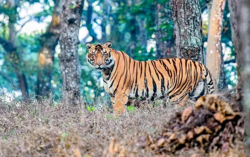 Similipal tiger numbers up by 5 to 32: Wildlife wing