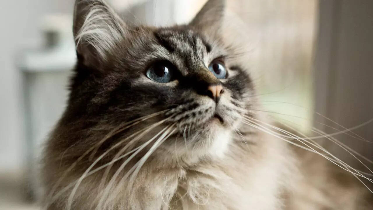 Why you should never cut your cat’s whiskers and what it means for their well-being