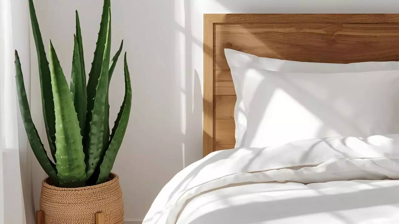 How an aloe vera plant near your bed can improve sleep and indoor air quality
