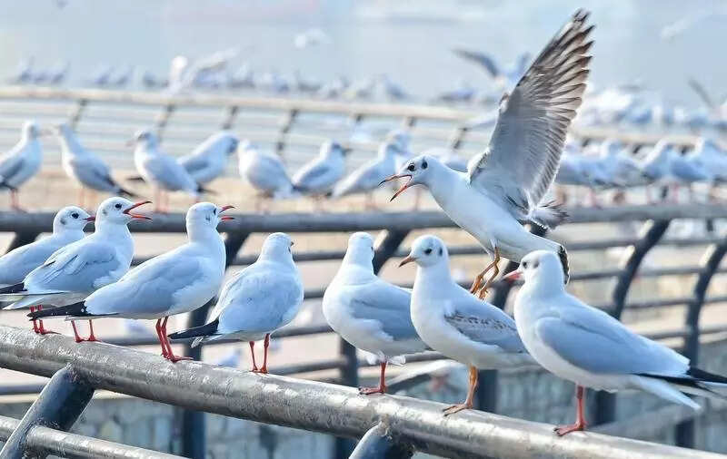 msid 125598429,imgsize 39158 https://jaipur.visitinrajasthan.com/wp-content/uploads/2023/10/cropped-cropped-R-2.png