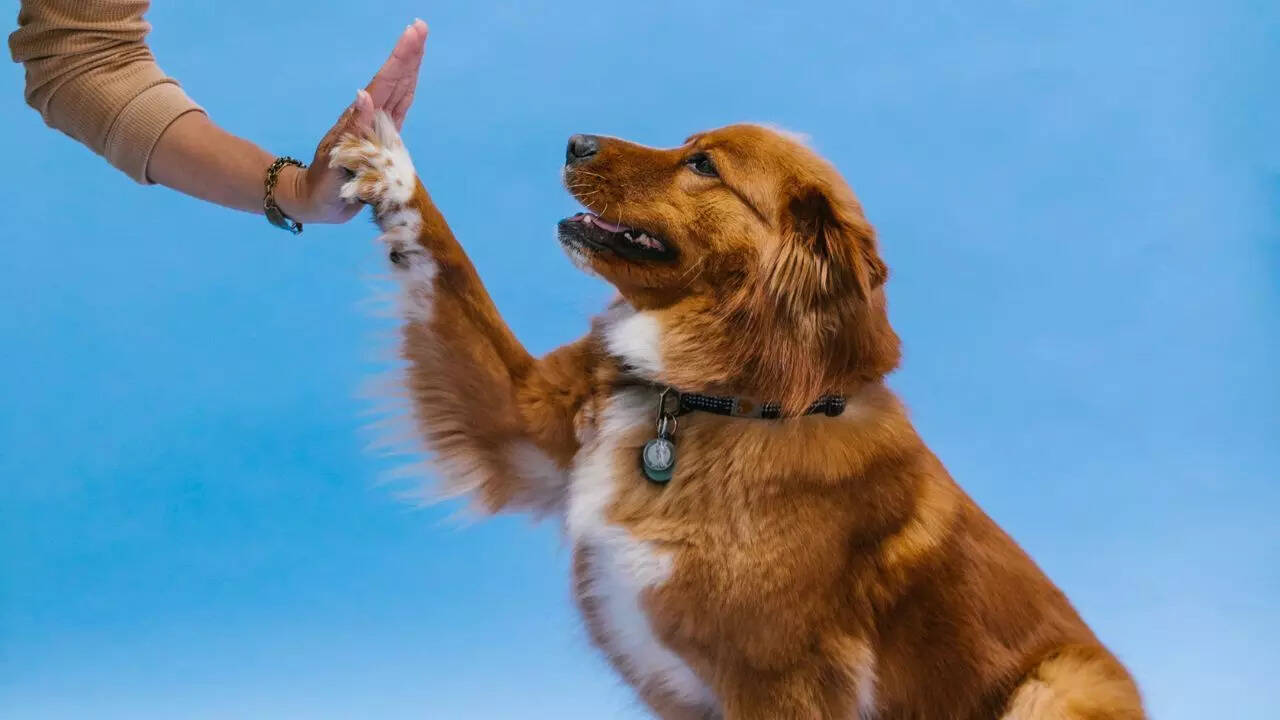 Your dog may get an anti-ageing pill by 2026: Key details on the FDA-supported drug