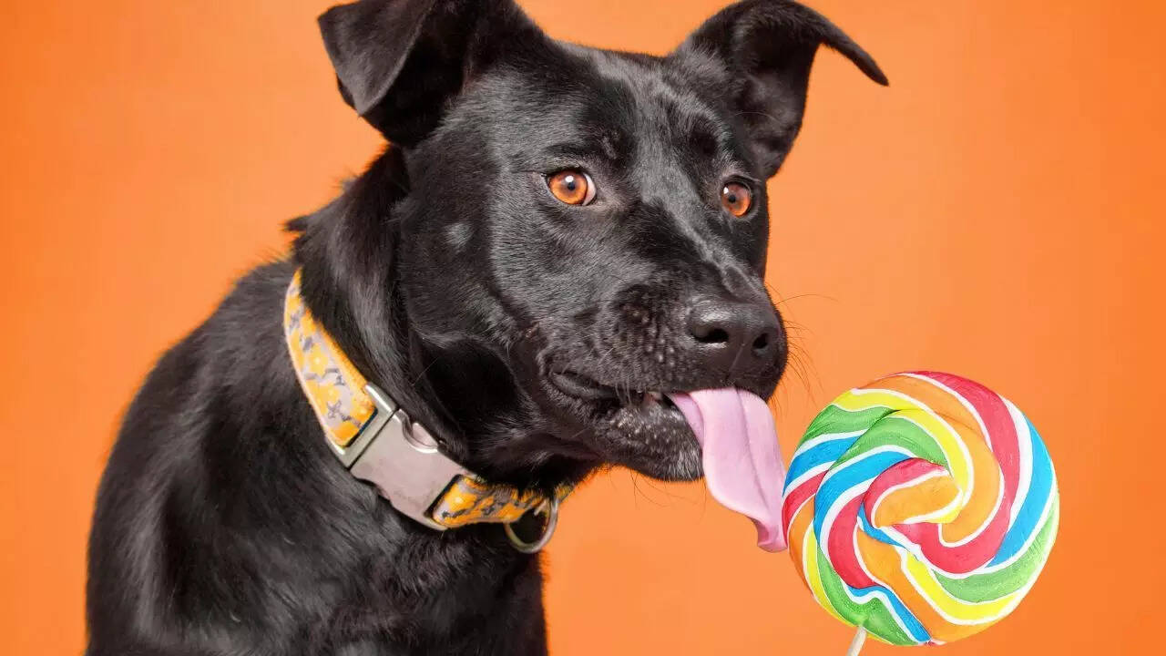 Are sugary treats safe for dogs? Health risks, effects, and safe alternatives