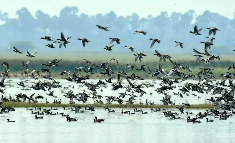 More than 16,000 migratory ducks spotted at Nemmeli waterbody, region’s biggest