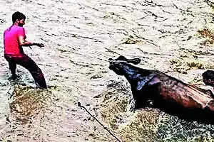 Vets flag gaps in Telangana disaster response, want timely alerts