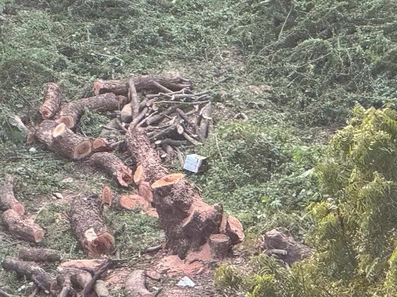 Powai residents fight against nod to axe and transplant over 100 fully-grown trees