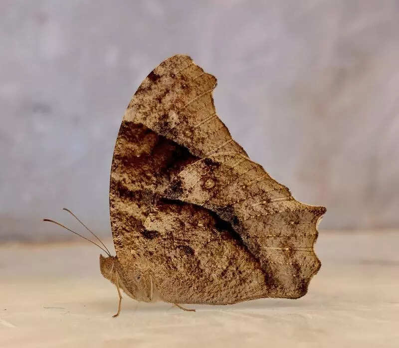 Brown butterflies take over city, experts cite prolonged rain as cause