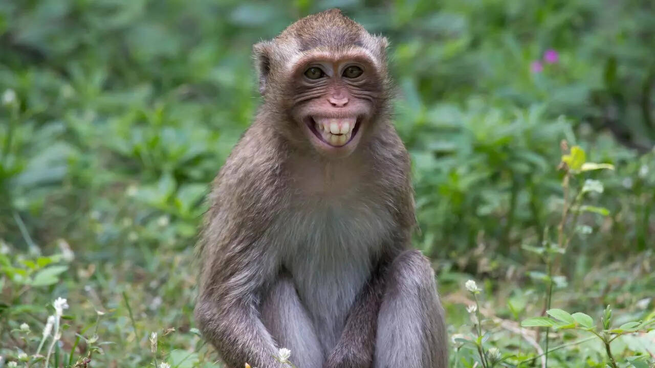 How to keep monkeys away from your home safely and effectively