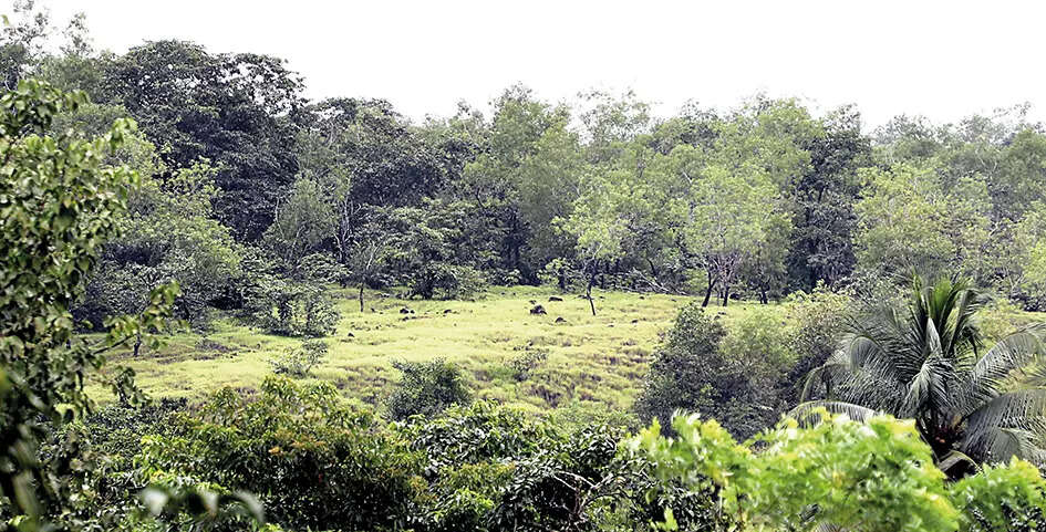 Horticulturists want comunidade panel in Codar dissolved