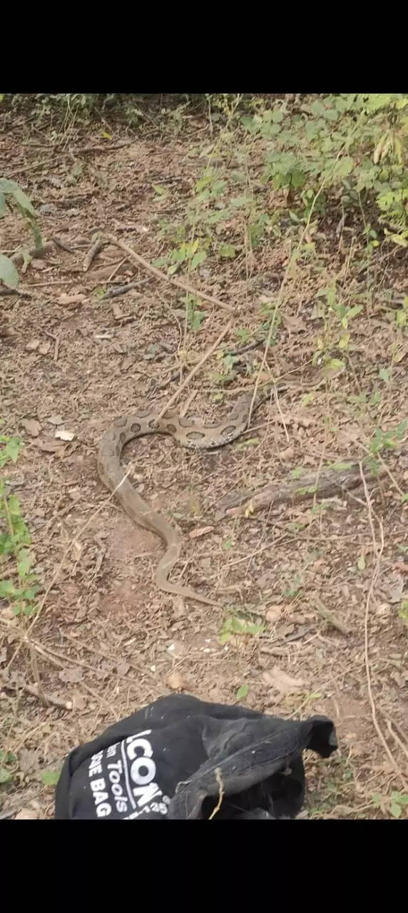 Snake rescue operation: Russell’s viper rescued from Palamu village; Local wildlife officers emphasize need for rodent control