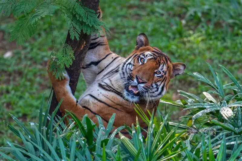 State forest dept gears up for national tiger census 2025-26