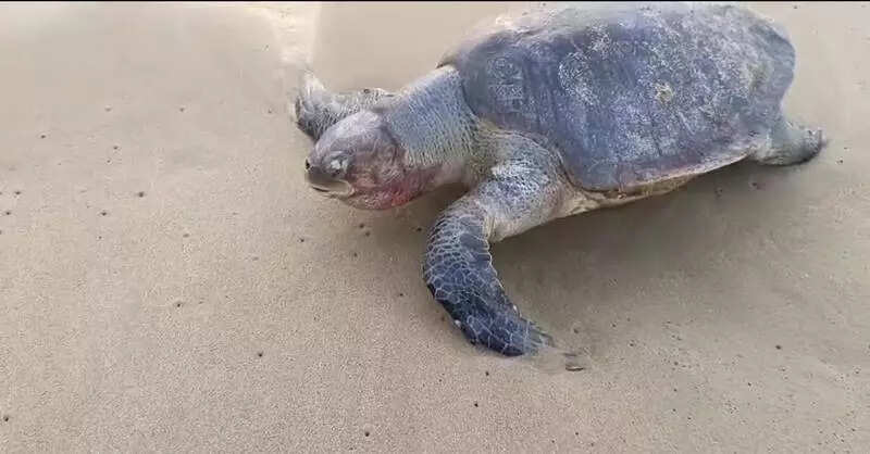 Turtle nesting begins on grim note; 10 found dead this week