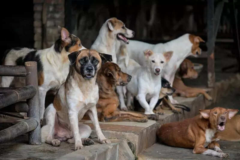 Mumbai: 1 lakh animal lovers speed post SC, to save the stray dogs from Nov 7 order