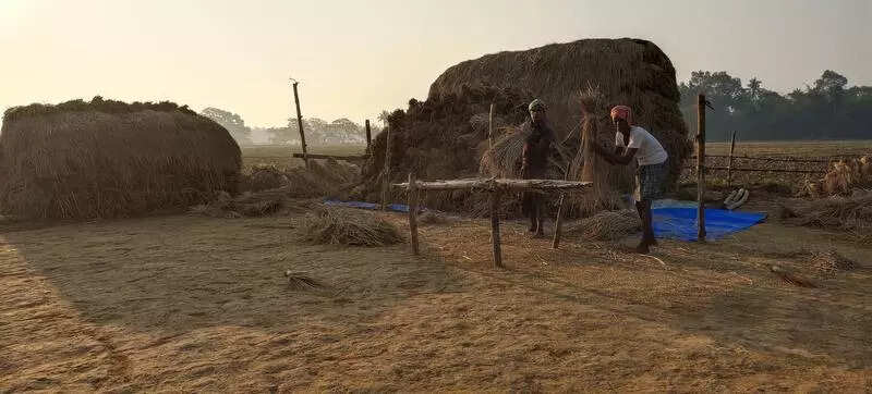 Paddy procurement to begin in Ganjam from Dec 23