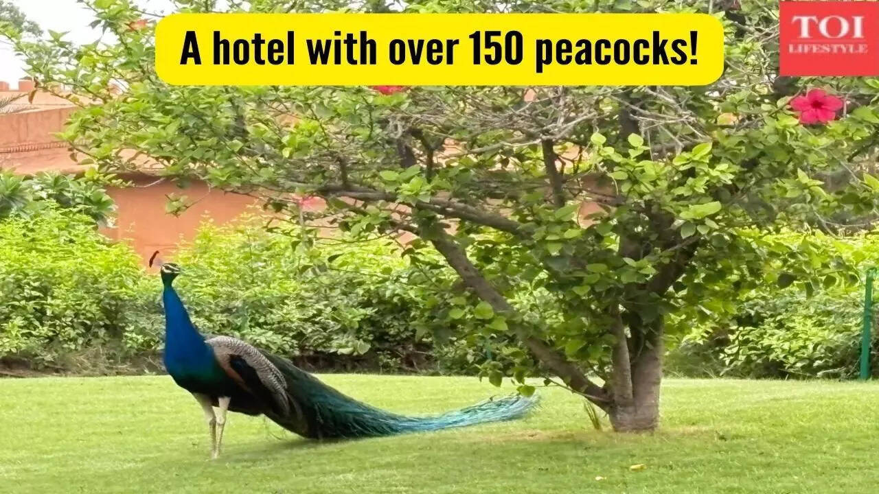 Honest Review: This hotel in Jaipur has almost 150 peacocks and a 300 year old Shiva temple but what made me choose it was......