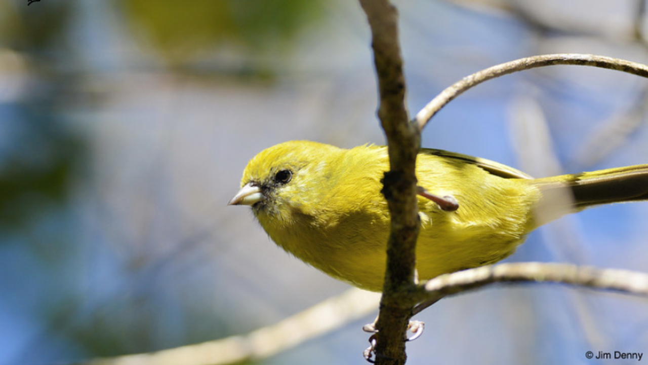 'If we don’t break that cycle…': It’s raining 'mosquitoes' over Hawaii — Here’s the reason why
