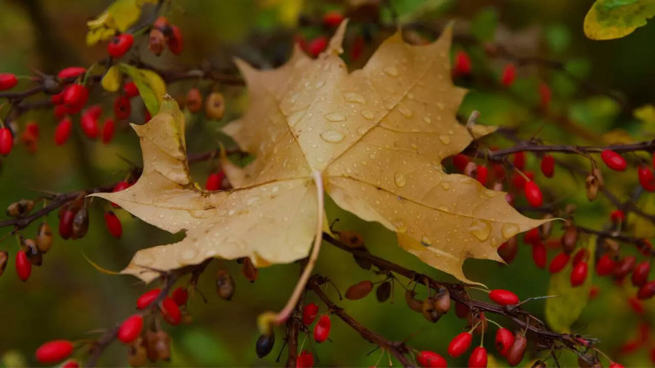 Berberine: The viral “nature’s Ozempic” for weight loss; here’s what the research actually says