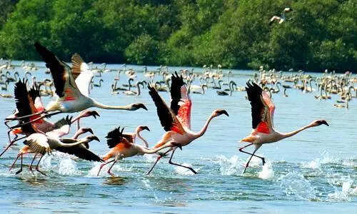 Flamingos return, signal start of pink season in Mumbai wetlands