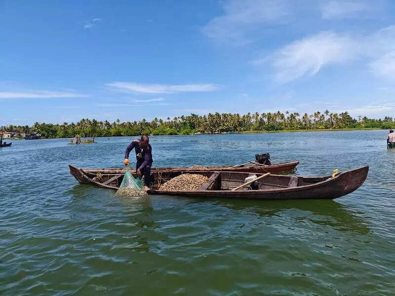 Clam revival begins in Ashtamudi Lake