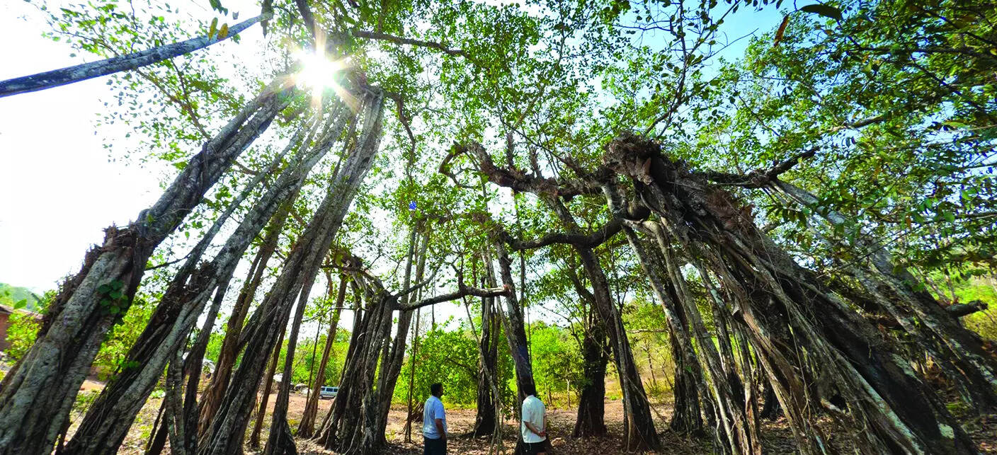 Ancient banyan tree stands sentinel at Partagal mutt