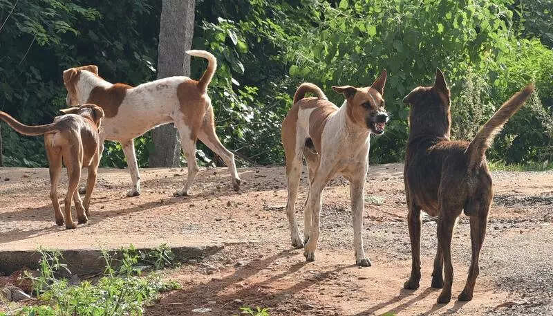 AMC to deploy nodal officers as city readies for stricter stray dog rules