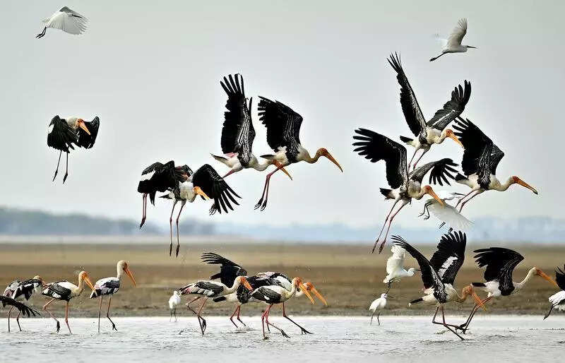 Draft map designating Pulicat sanctuary as eco-sensitive sent for Central clearance