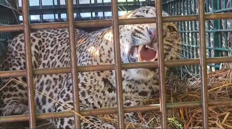Leopard that killed woman, injured8 others in Bahraich trapped