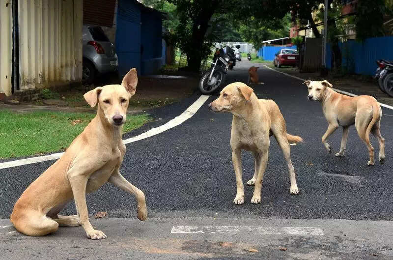 Dogs turn guardians: Newborn left outside toilet survives night under stray pack’s protection in West Bengal