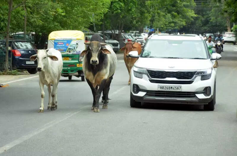 Roads to be cleared of stray cattle, dairies to face FIRs for violations