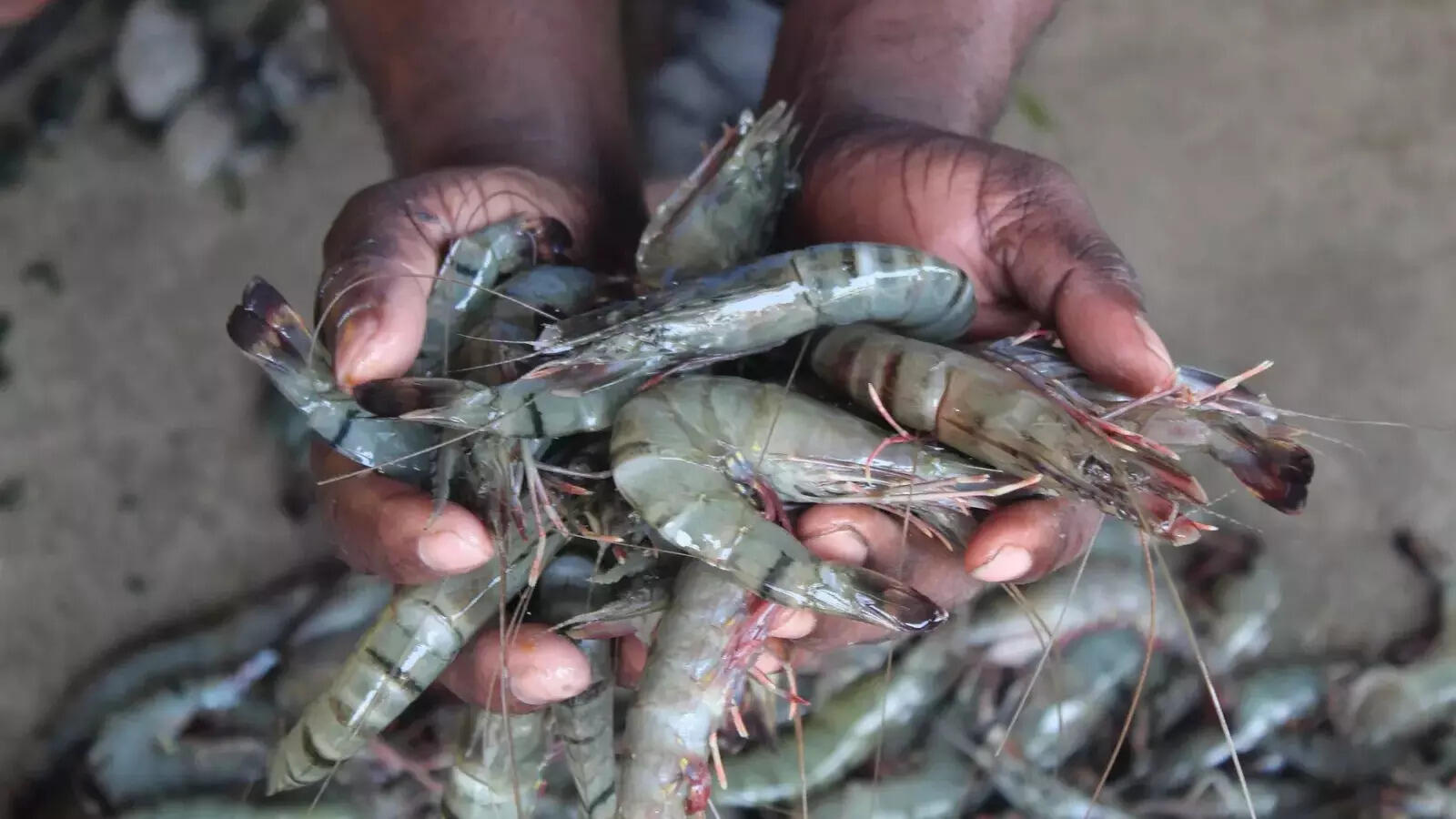 Exports of shrimps get a boost after EU decision
