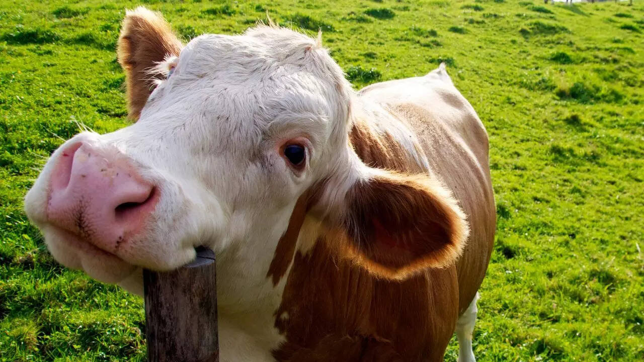 5 adorable reasons cows act like playful grass puppies