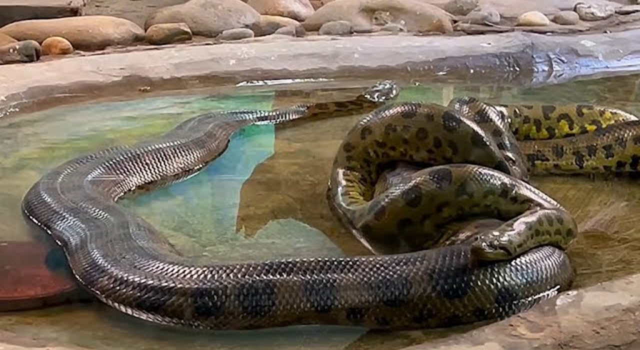 Ancient giant that never shrank: Study shows Anacondas have been massive for 12 million years