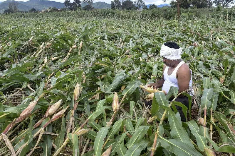 Climate change pushes Karnataka to redraw farming map