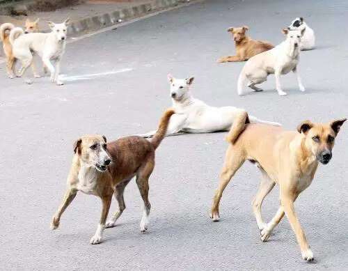 Greater Bengaluru Authority tells institutions to report strays’ presence