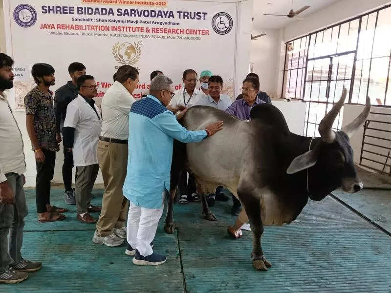 Ten cows in Gujarat’ get prosthetic limbs, set world record