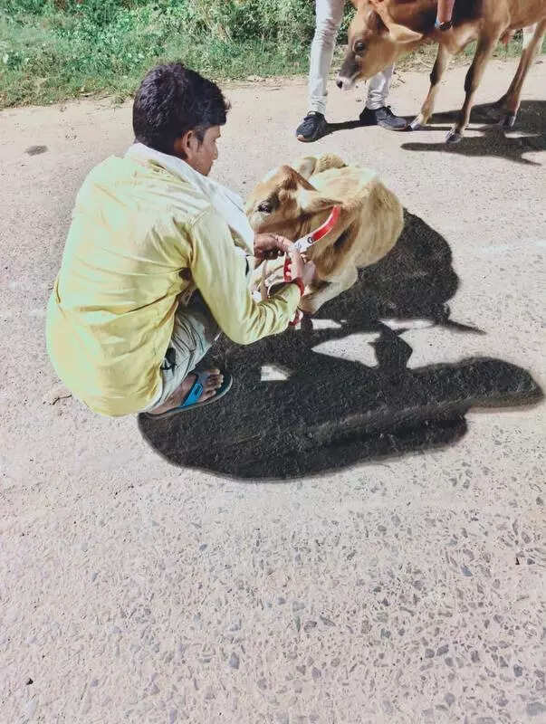 Radium tapes on animal horns to curb NH accidents