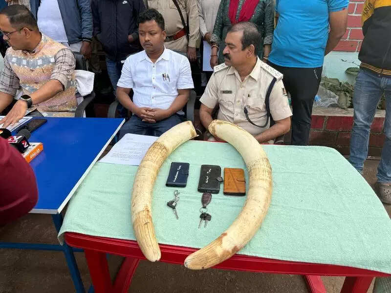 3 held for smuggling ivory; 2 tusks seized