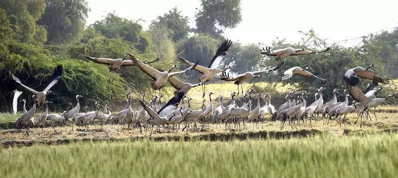Wildlife Conservation Day: Bird arrivals soar across wetlands in Gujarat
