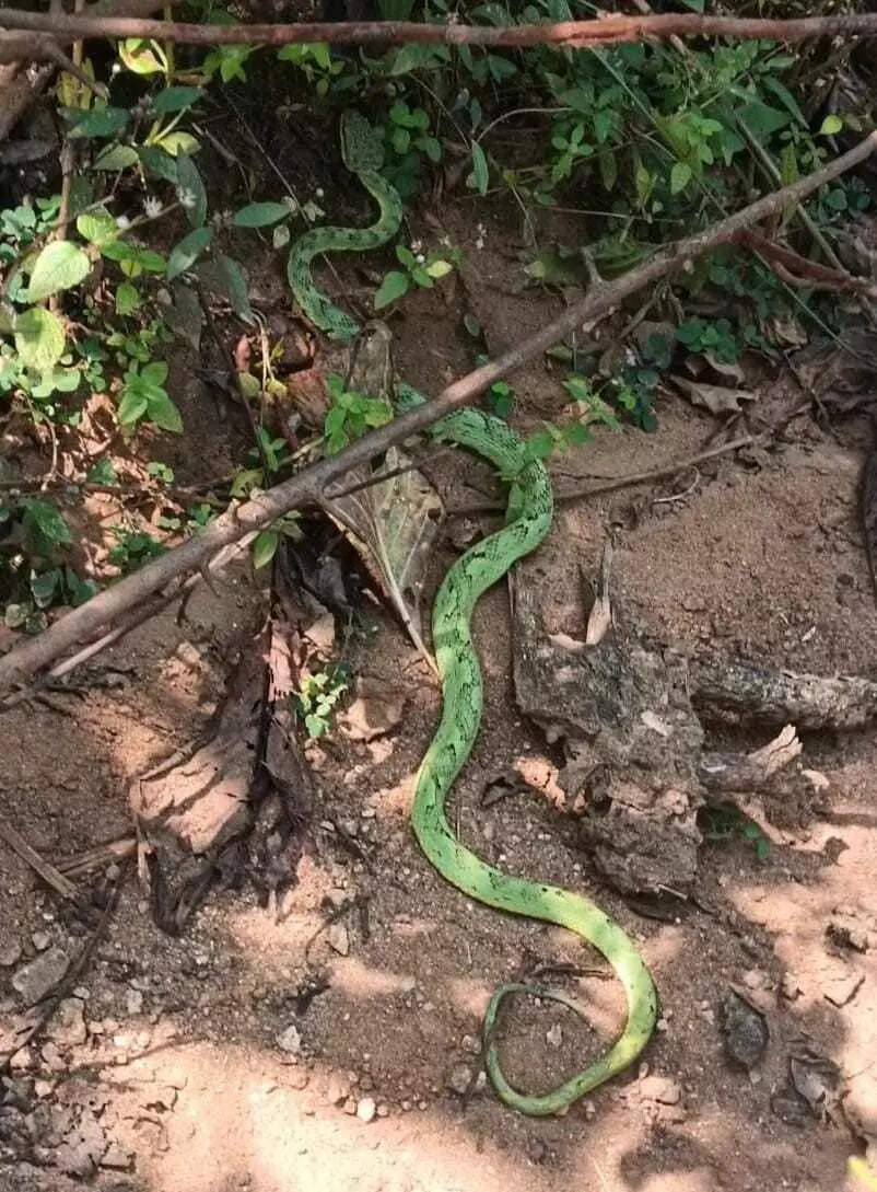 Caution in the jungle: Green pit viper snake spotted in Palamu Tiger Reserve; Villagers warned to be vigilant while collecting wood
