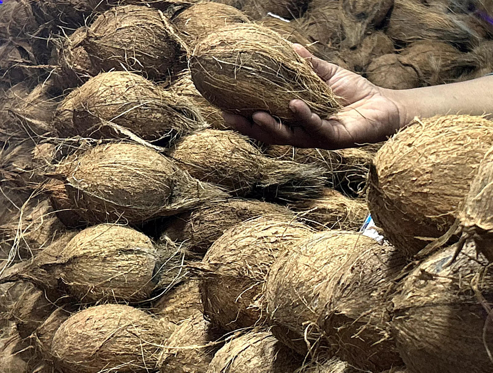 Workers engaged in coconut activities to get free insurance