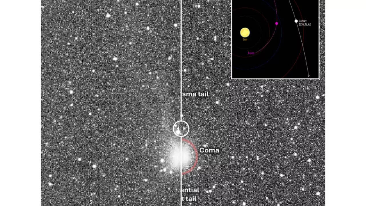 The Art of Baking: From Classic Bread to Artisan Pastries