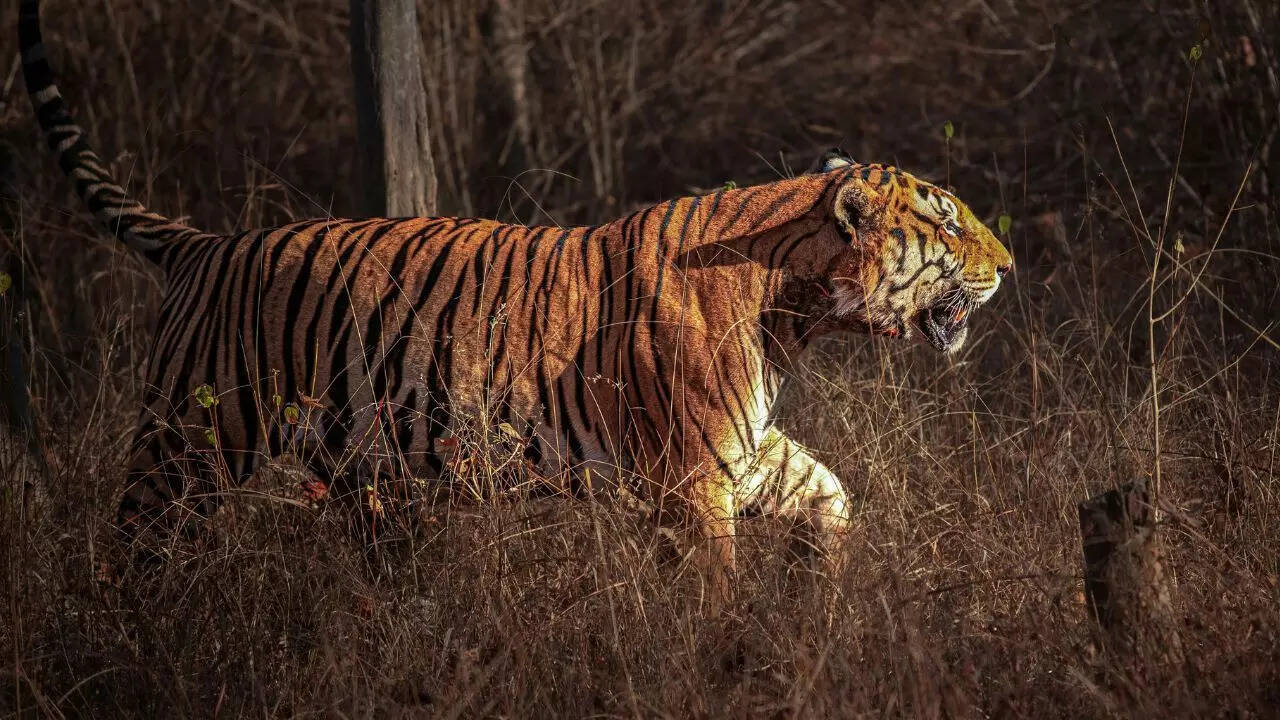 5 tiger reserves that offer the strongest chances of seeing a tiger up close