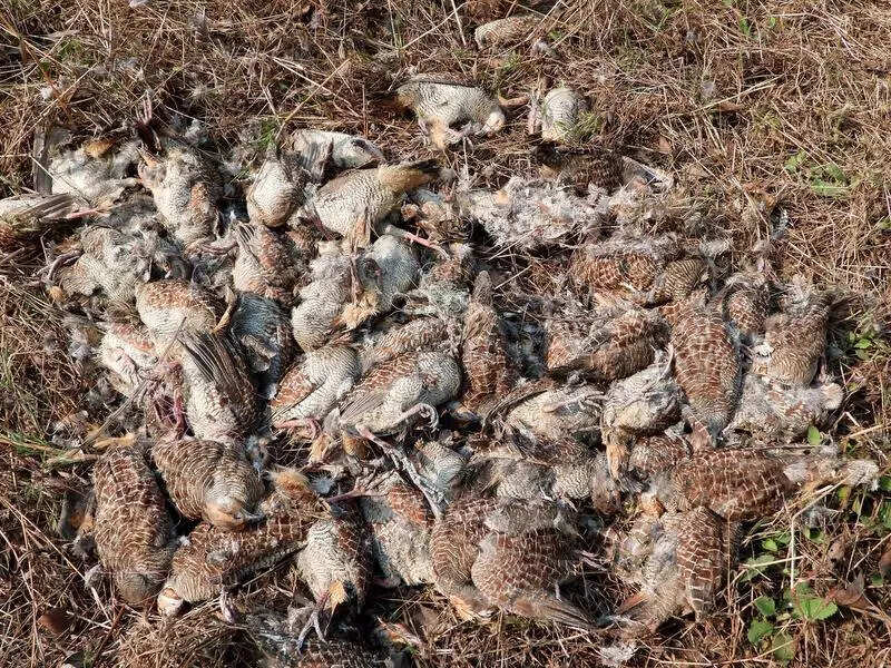 Thane: 107 Grey Francolin birds found dead in Dombivli; samples to NIV Pune