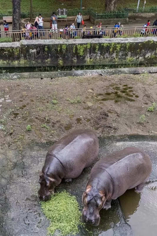 3 yrs on, tender for exotic animals exhibit re-floated