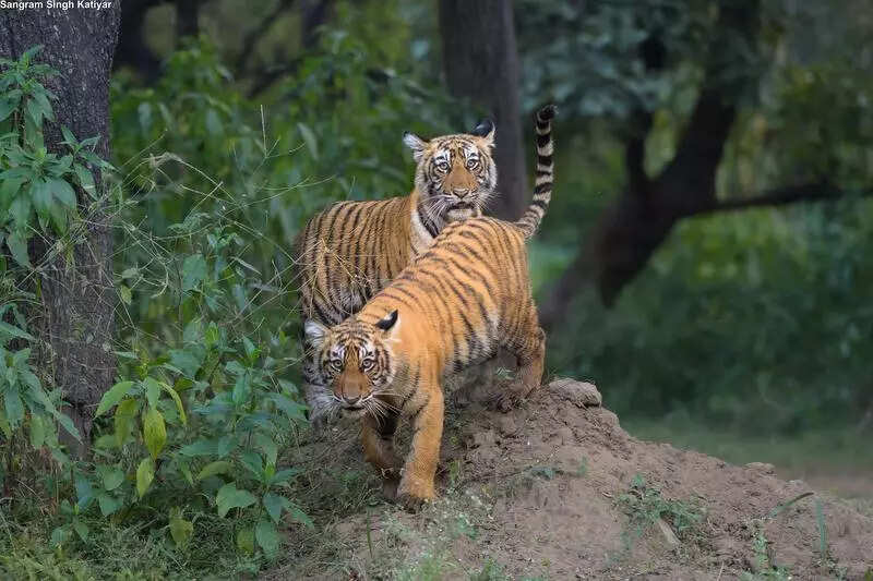 msid 125795122,imgsize 62240 https://jaipur.visitinrajasthan.com/wp-content/uploads/2023/10/cropped-cropped-R-2.png