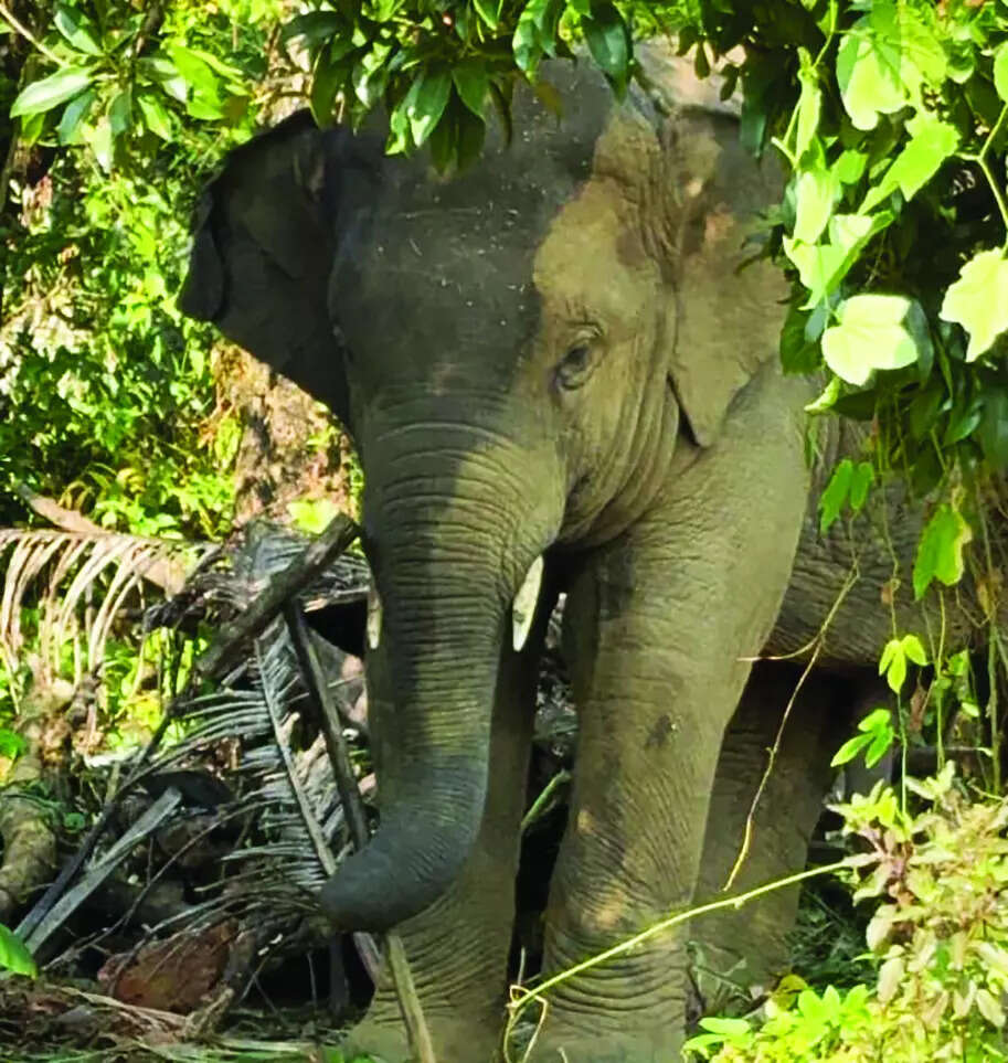 Goa on watch mode, Maha to decide Omkar’s rehabilitation