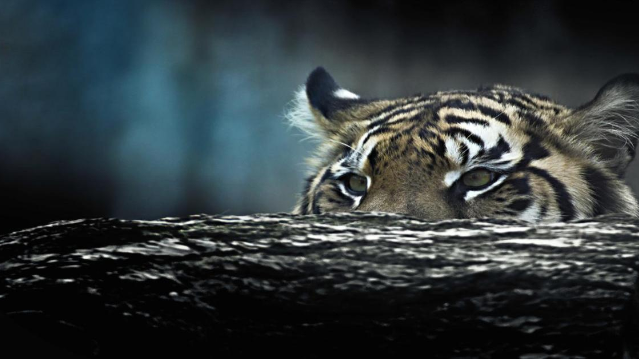 The trip where the tiger didn’t show up until it did, but then I realised the bigger…