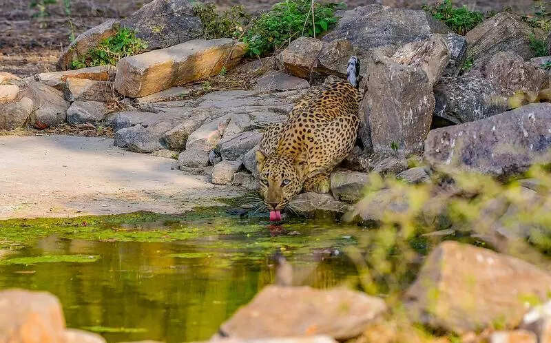 msid 125844700,imgsize 89168 https://jaipur.visitinrajasthan.com/wp-content/uploads/2023/10/cropped-cropped-R-2.png