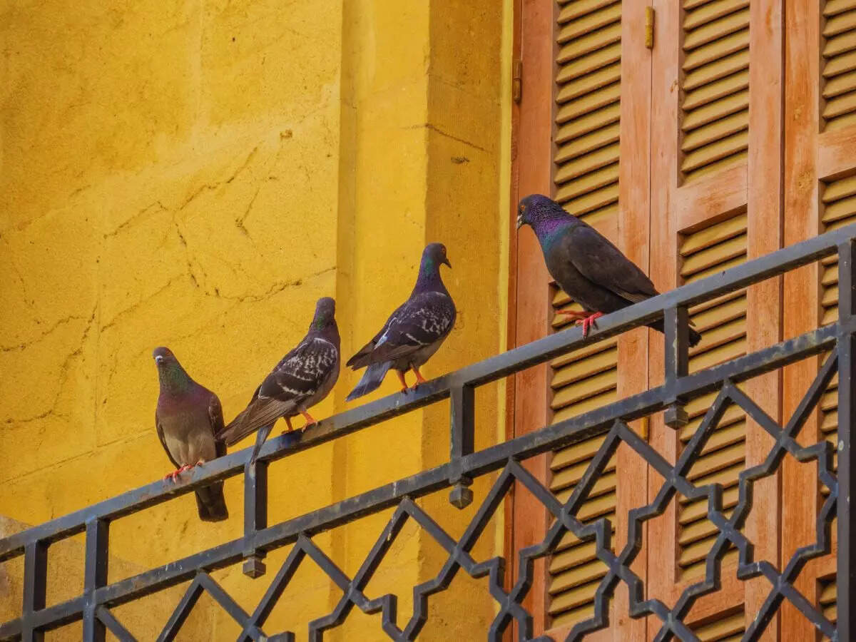 How to keep pigeons away from your house: 5 effective ways