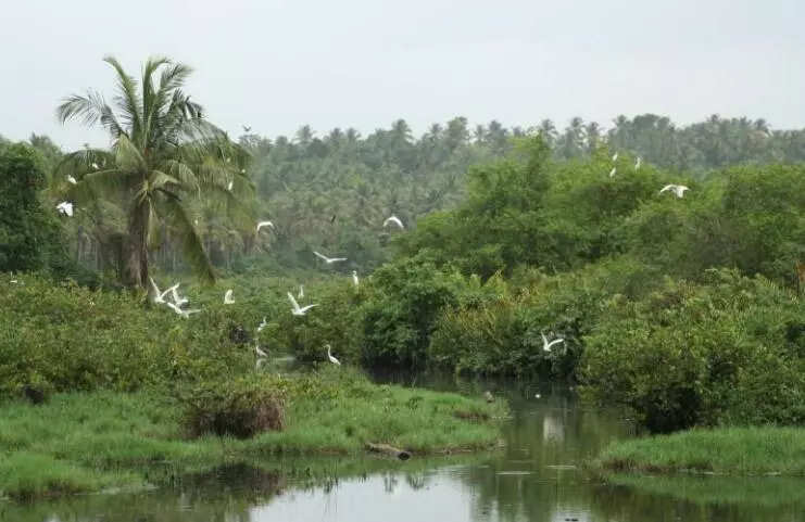Kerala has not applied for more funds for mangrove restoration: Govt in Lok Sabha