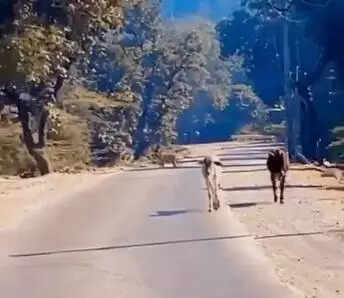 msid 125876848,imgsize 13090 https://jaipur.visitinrajasthan.com/wp-content/uploads/2023/10/cropped-cropped-R-2.png